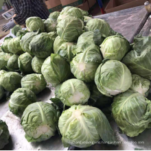 Chinese round cabbage new season price,  High quality fresh vegetable export 2021